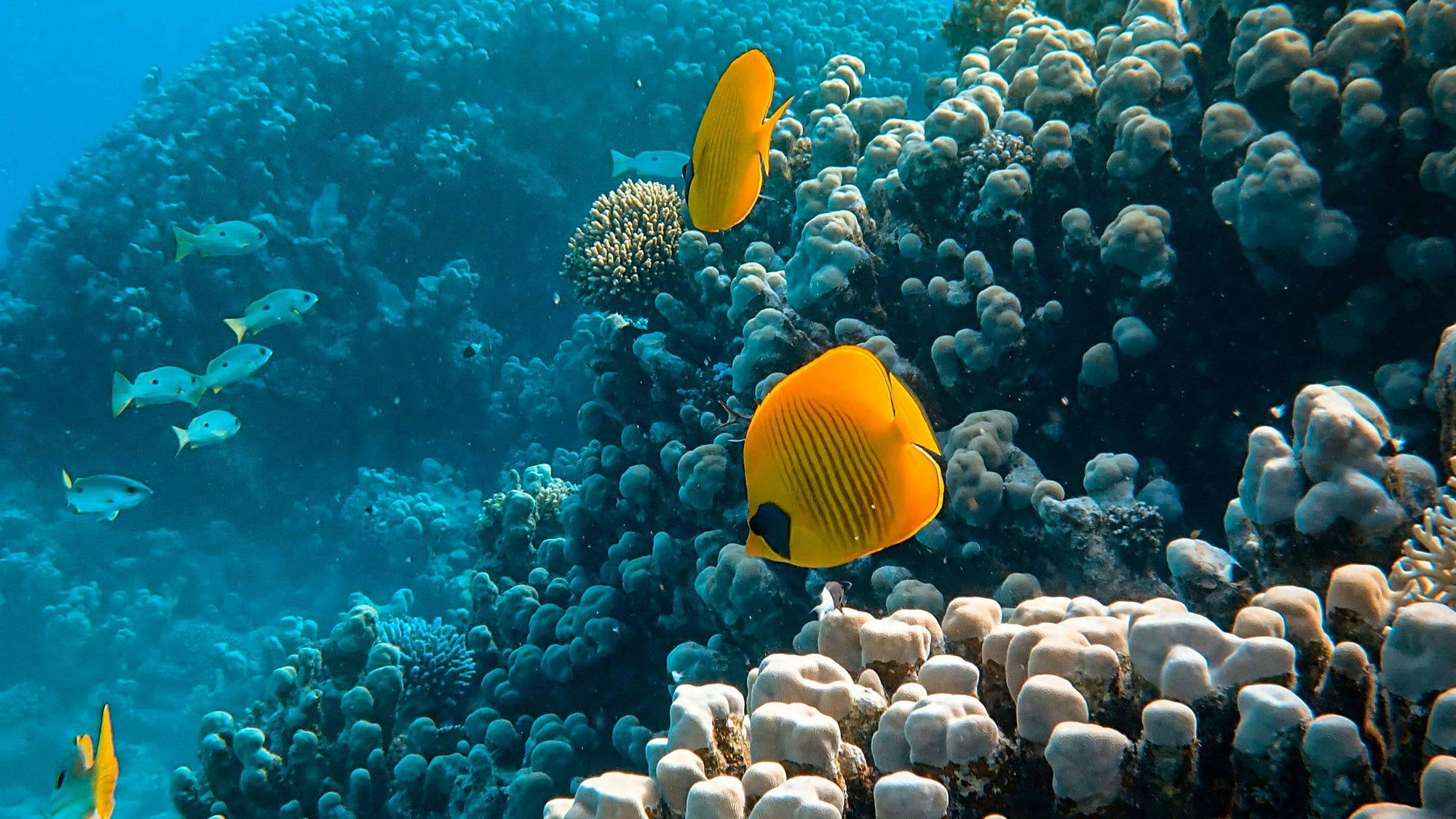 6 Ways to Help the Environment from Home - Rainforest Trust